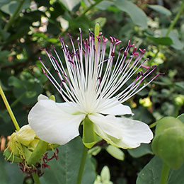 Capparis spinosa